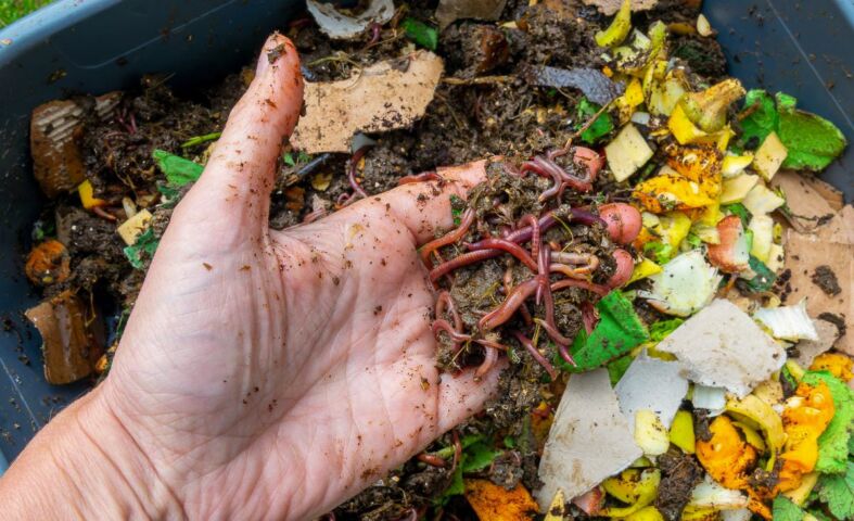 Composting Worms for Beginners