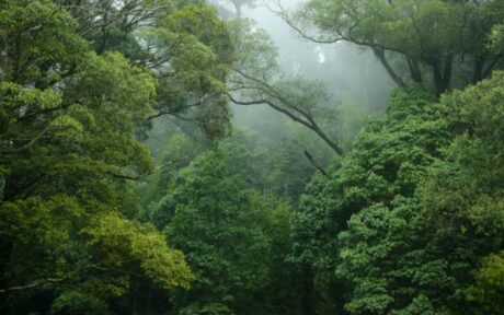 Rainforest Facts for Kids That Will Blow Your Mind!