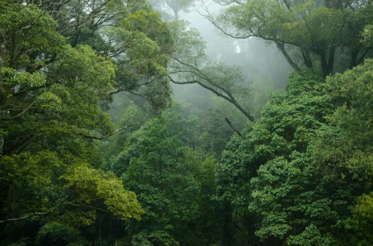 Rainforest Facts for Kids That Will Blow Your Mind!