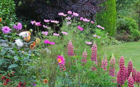 Why Mini Gardens Are Taking Over American Backyards in 2026?