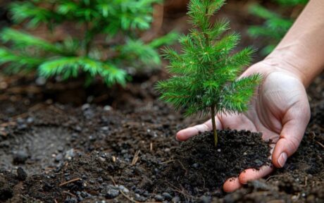 Manfaat Reforestasi bagi Keseimbangan Ekosistem