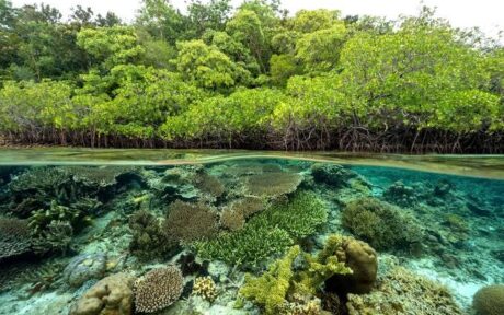 Apa Itu Ekosistem Mangrove dan Fungsinya Bagi Pesisir?