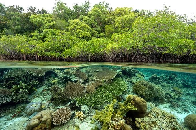 Apa Itu Ekosistem Mangrove dan Fungsinya Bagi Pesisir?