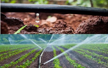 Perbedaan Sistem Irigasi Tetes dan Irigasi Sprinkler untuk Taman!
