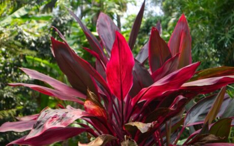5 Jenis Tanaman Hias Daun Merah yang Bikin Teras Rumah Tampil Mewah!