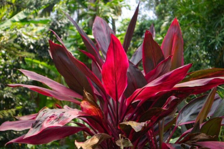 5 Jenis Tanaman Hias Daun Merah yang Bikin Teras Rumah Tampil Mewah!