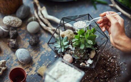 5 Langkah Cara Membuat Terrarium Kering untuk Dekorasi Meja yang Tahan Lama!