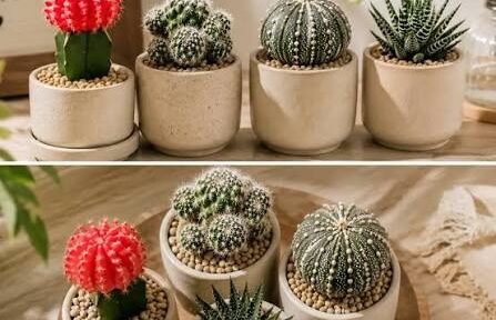 5 Succulent Balok Tren Terbaru Buat Hunian Minimalis!