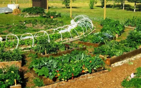 Apa Itu Permaculture dan 12 Prinsip Dasarnya untuk Taman Rumah!