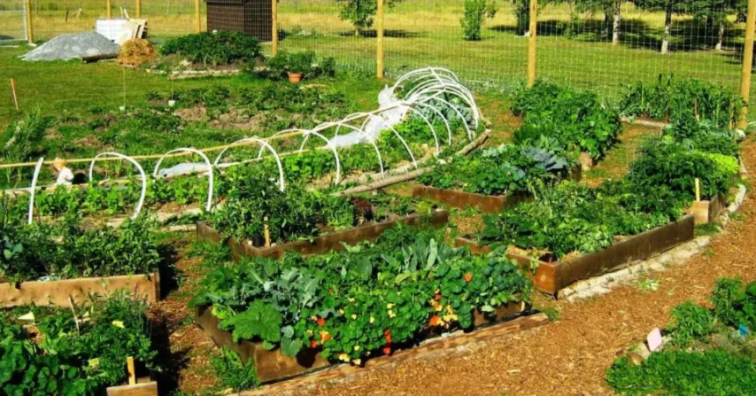 Apa Itu Permaculture dan 12 Prinsip Dasarnya untuk Taman Rumah!