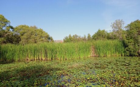 Apa Itu Wetland Buatan dan Fungsinya dalam Penjernihan Air Limbah?