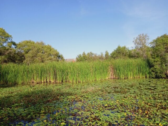 Apa Itu Wetland Buatan dan Fungsinya dalam Penjernihan Air Limbah?