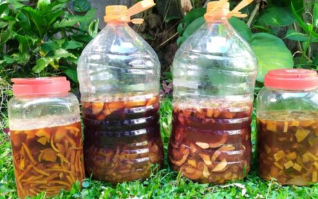 Cara Membuat Eco Enzyme dari Limbah Buah untuk Pembersih Rumah!