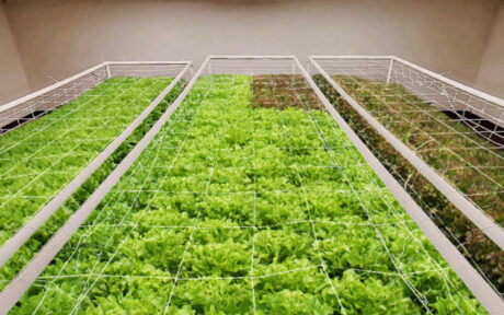 Cara Menanam Sayur di Dalam Ruangan dengan Lampu Grow Light!