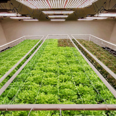 Cara Menanam Sayur di Dalam Ruangan dengan Lampu Grow Light!
